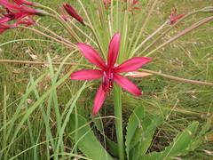Brunsvigia undulata
