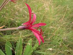 Brunsvigia undulata