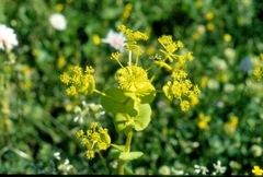 Smyrnium perfoliatum