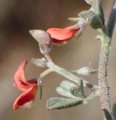 Indigofera sp12