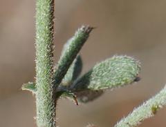 Indigofera sp12