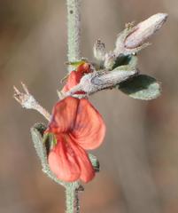 Indigofera sp12