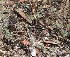 Indigofera sp12