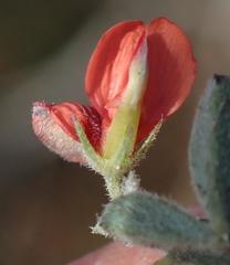 Indigofera sp12