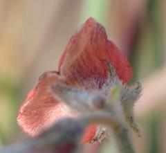 Indigofera sp12