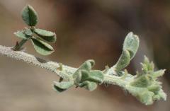 Indigofera sp12