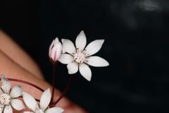 Crassula capensis capensis