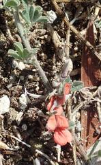 Indigofera sp12