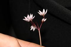 Crassula capensis capensis