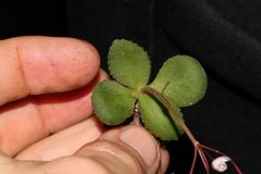 Crassula capensis capensis