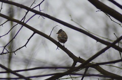 Fringilla montifringilla