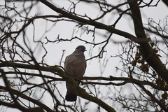 Columba palumbus