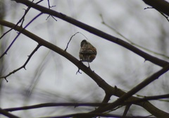 Fringilla montifringilla