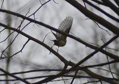 Fringilla montifringilla