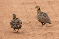 Pterocles gutturalis