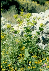 Smyrnium perfoliatum
