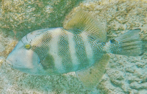 Blunthead triggerfish (Pseudobalistes naufragium) — Balistidae — 5