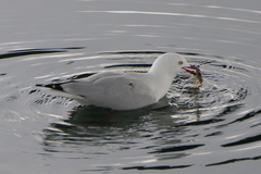 Penaeus