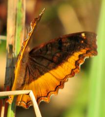 Eurytela dryope angulata