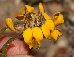 Rhynchosia ferulifolia