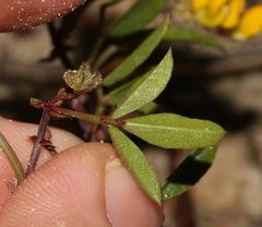 Rhynchosia ferulifolia