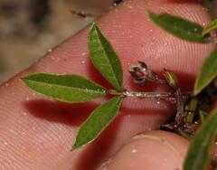 Rhynchosia ferulifolia