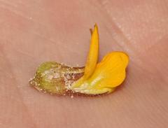 Rhynchosia ferulifolia