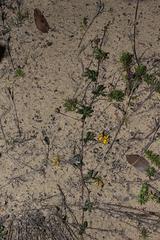 Rhynchosia ferulifolia