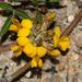 Rhynchosia ferulifolia - Photo (c) Brian du Preez, alguns direitos reservados (CC BY-SA), uploaded by Brian du Preez