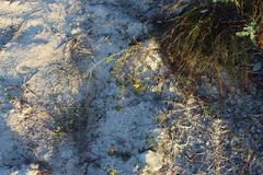 Rhynchosia ferulifolia