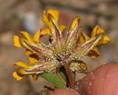 Rhynchosia ferulifolia