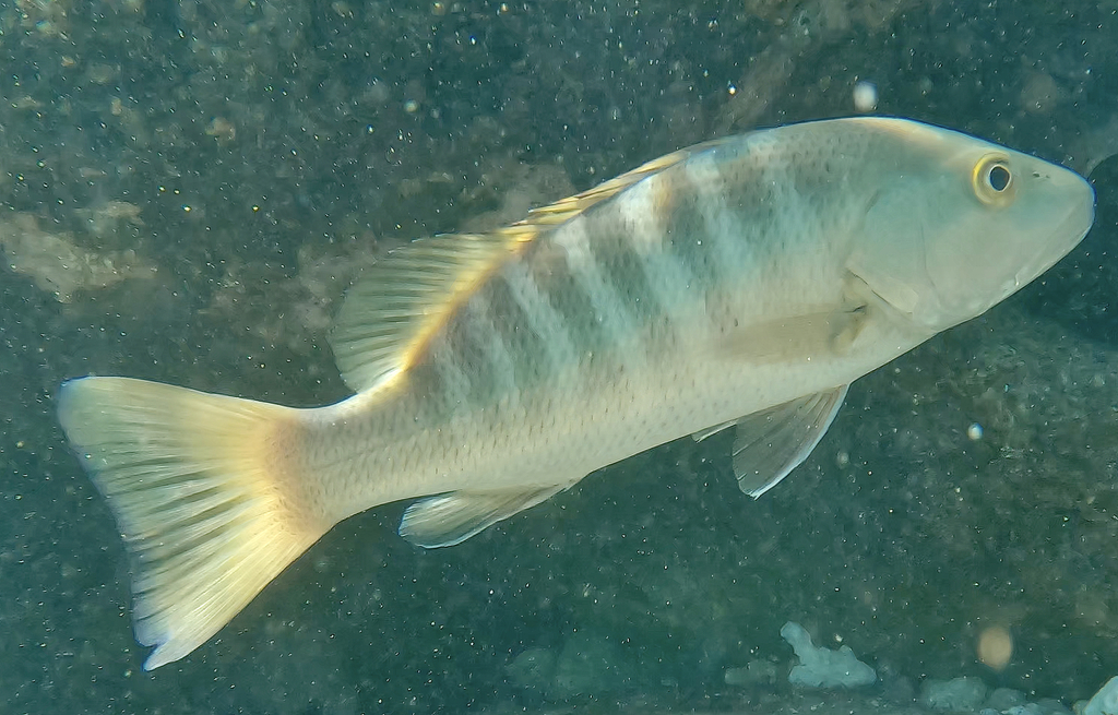 Dog snapper (Lutjanus novemfasciatus) — Lutjanidae