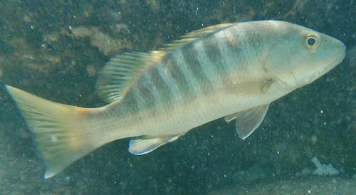 Foto de Pargo prieto (Lutjanus novemfasciatus)