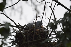 Columba palumbus