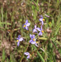 Cyanella hyacinthoides