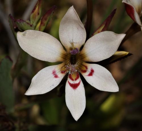 Lapeirousia fabricii