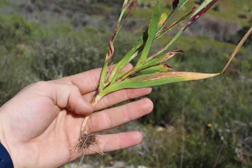 Lapeirousia fabricii