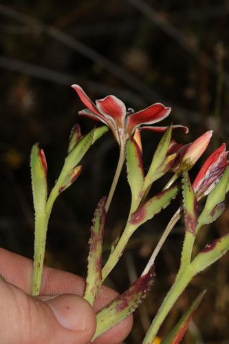 Image of Lapeirousia fabricii by (c) Brian du Preez, some rights reserved (CC BY-SA)