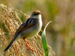 Cisticola galactotes