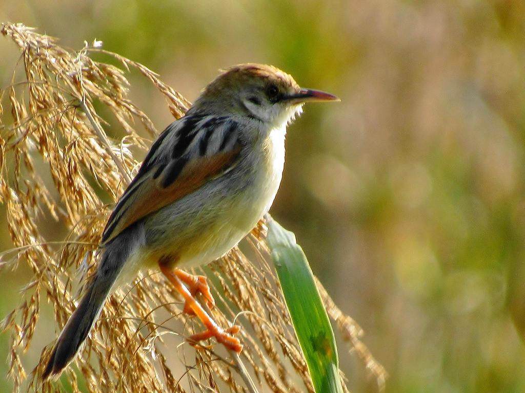 Rufous Cisticola photo