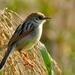 Rufous-winged Cisticola - Photo (c) Peter Vos, some rights reserved (CC BY-NC), uploaded by Peter Vos