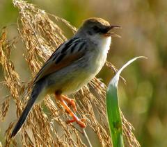 Cisticola galactotes
