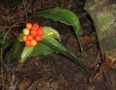 Scadoxus membranaceus