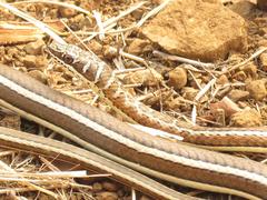 Psammophis subtaeniatus