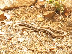 Psammophis subtaeniatus