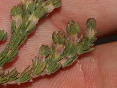 Aspalathus cymbiformis