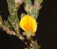 Aspalathus cymbiformis