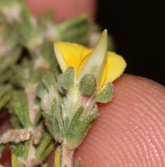 Aspalathus cymbiformis