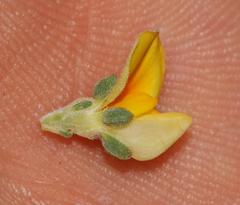 Aspalathus cymbiformis