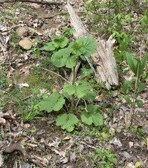 Arnoglossum reniforme